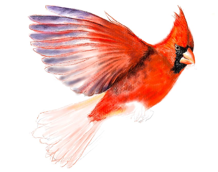 cardinal bird drawing 16
