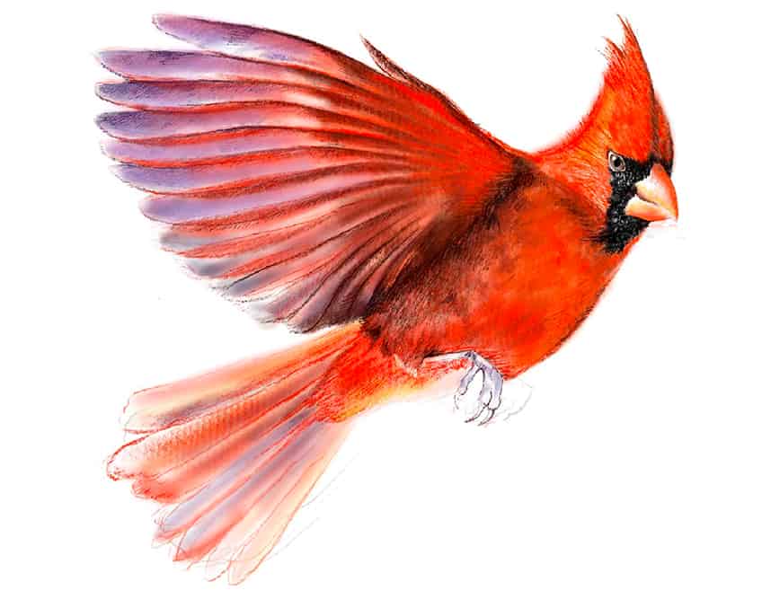 cardinal bird drawing 19