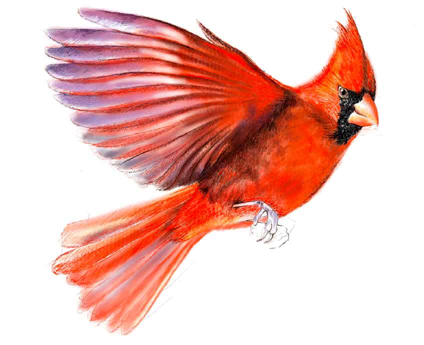 cardinal bird drawing 22
