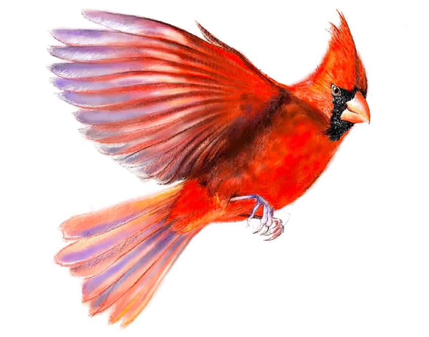 cardinal bird drawing 23