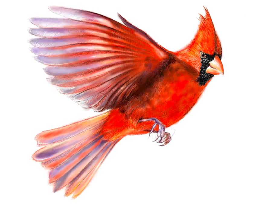 cardinal bird drawing 24
