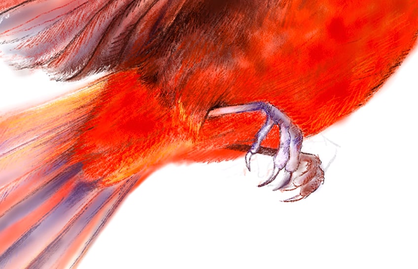 cardinal bird drawing 27