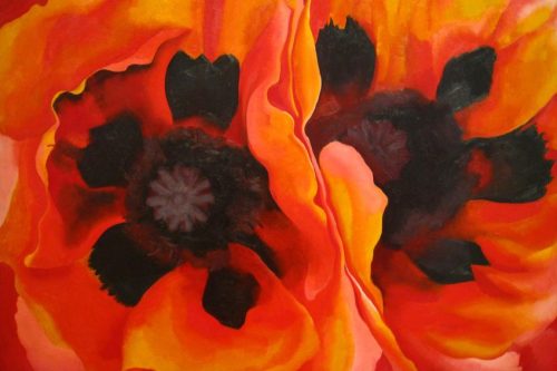 Oriental Poppies By Georgia O Keeffe A Sensual Artistic Analysis   Oriental Poppies By Georgia OKeeffe 500x333 