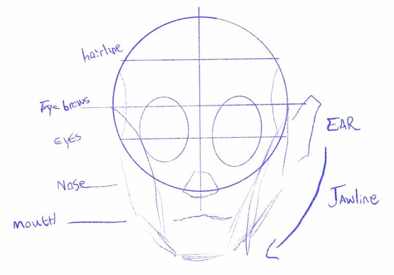 Face Proportions Drawing Learn How to CreateRealism