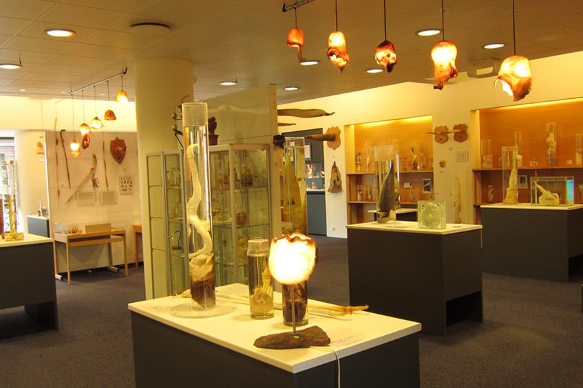 Phallological Museum Reykjavík
