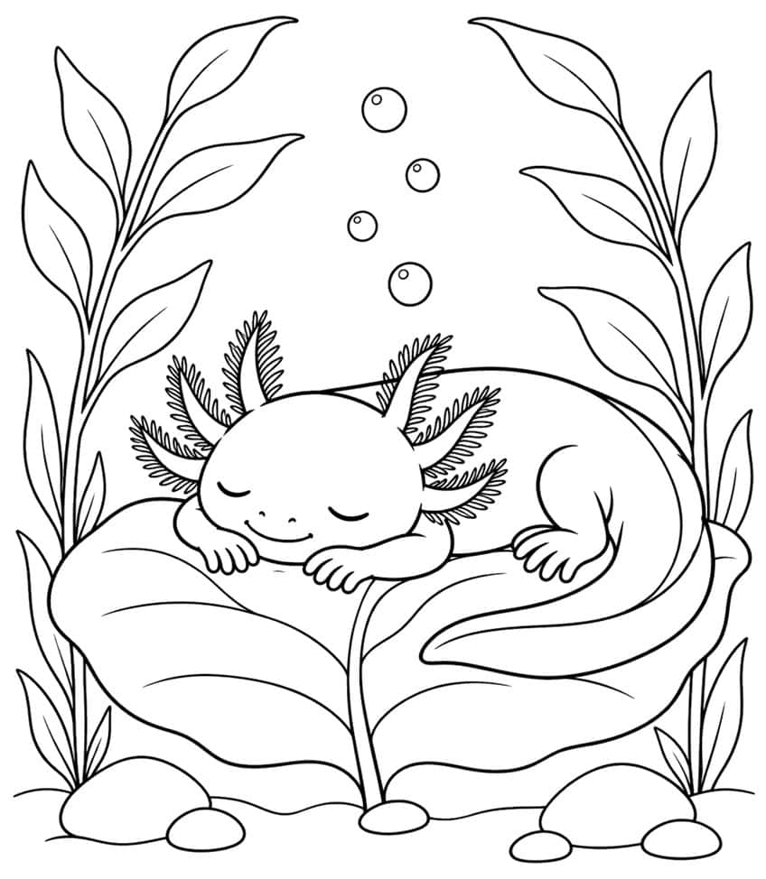 axolotl coloring page with a baby axolotl sleeping on a water plant leaf