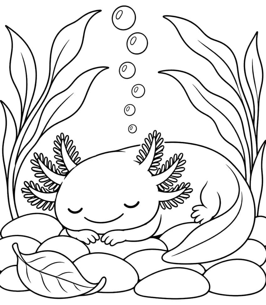 kawaii axolotl coloring page with a sleeping axolotl and rising bubbles