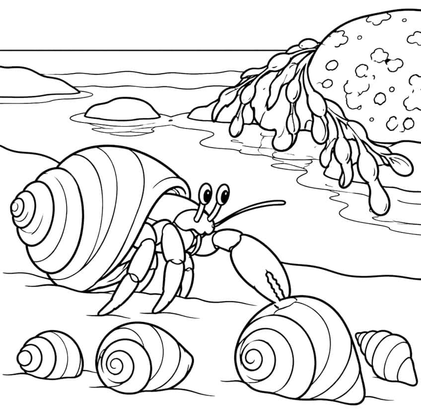 Coloring page of a hermit crab touching a spiral seashell on the beach, with seaweed on a rock behind