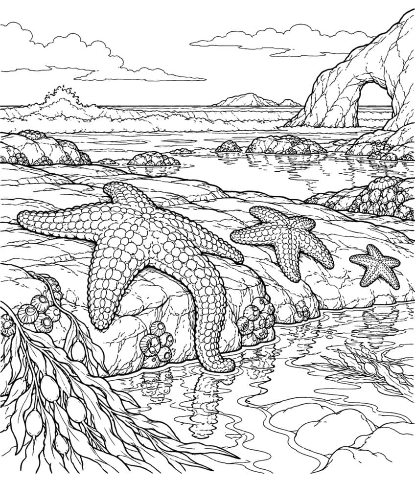Coloring page of three sea stars on tide pool rocks with barnacles, kelp and a sea arch