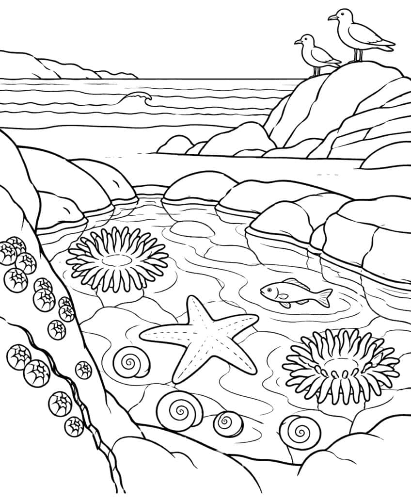 Coloring page of a tide pool with anemones, a starfish, a fish, snails and two seagulls on a rock