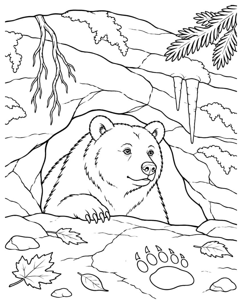 Coloring page of a bear looking out of a rocky den with icicles, roots, leaves and a paw print