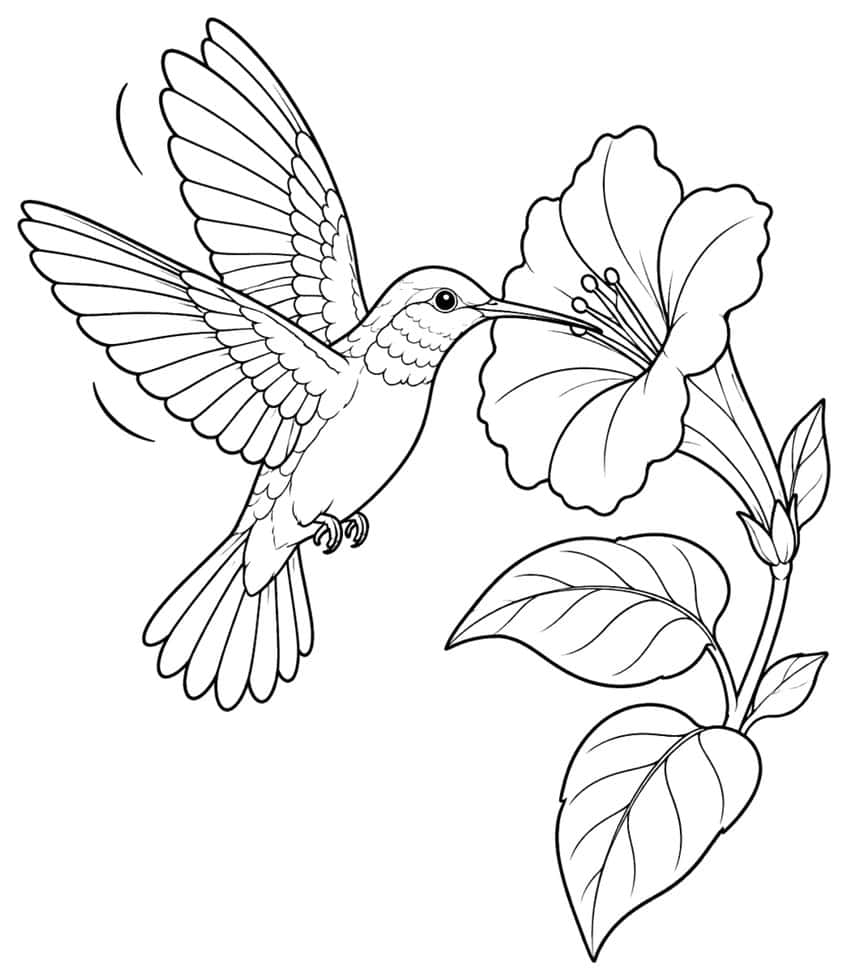 Coloring page of a hummingbird feeding at a hibiscus flower with leaves