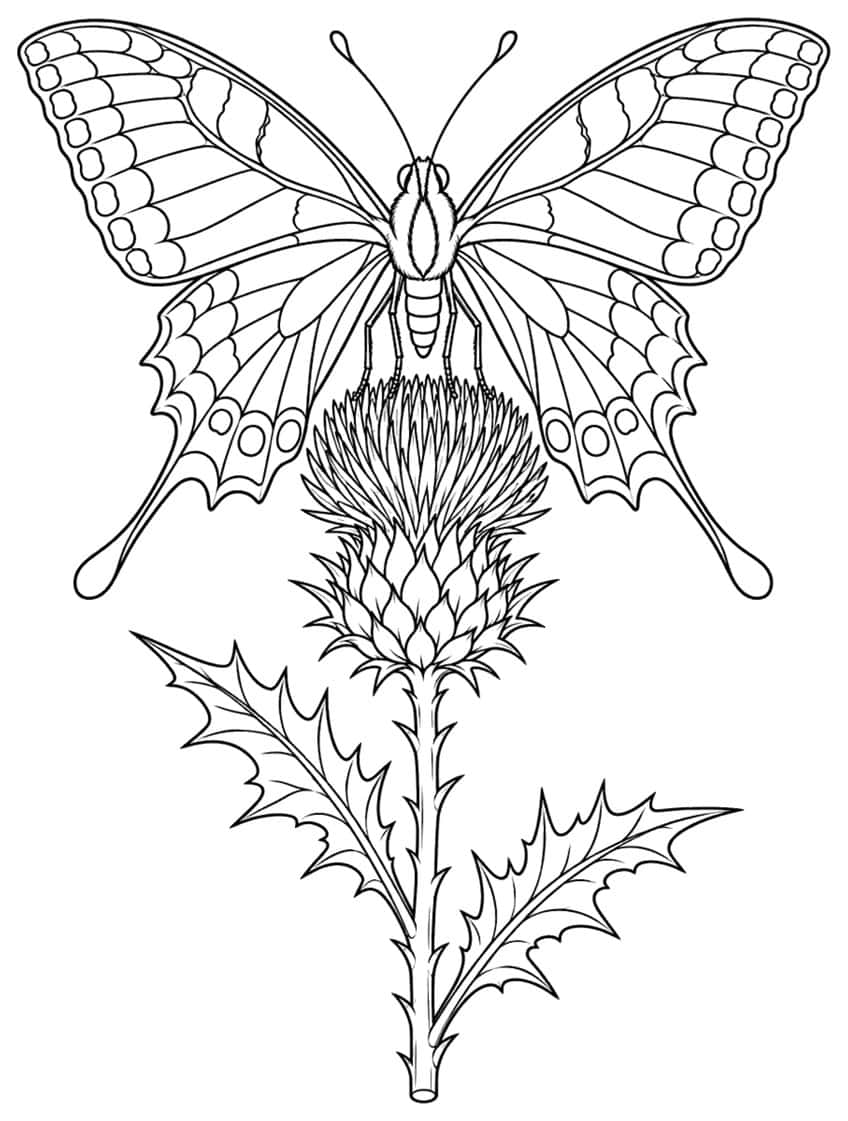 Swallowtail butterfly above a thistle flower, coloring page outline