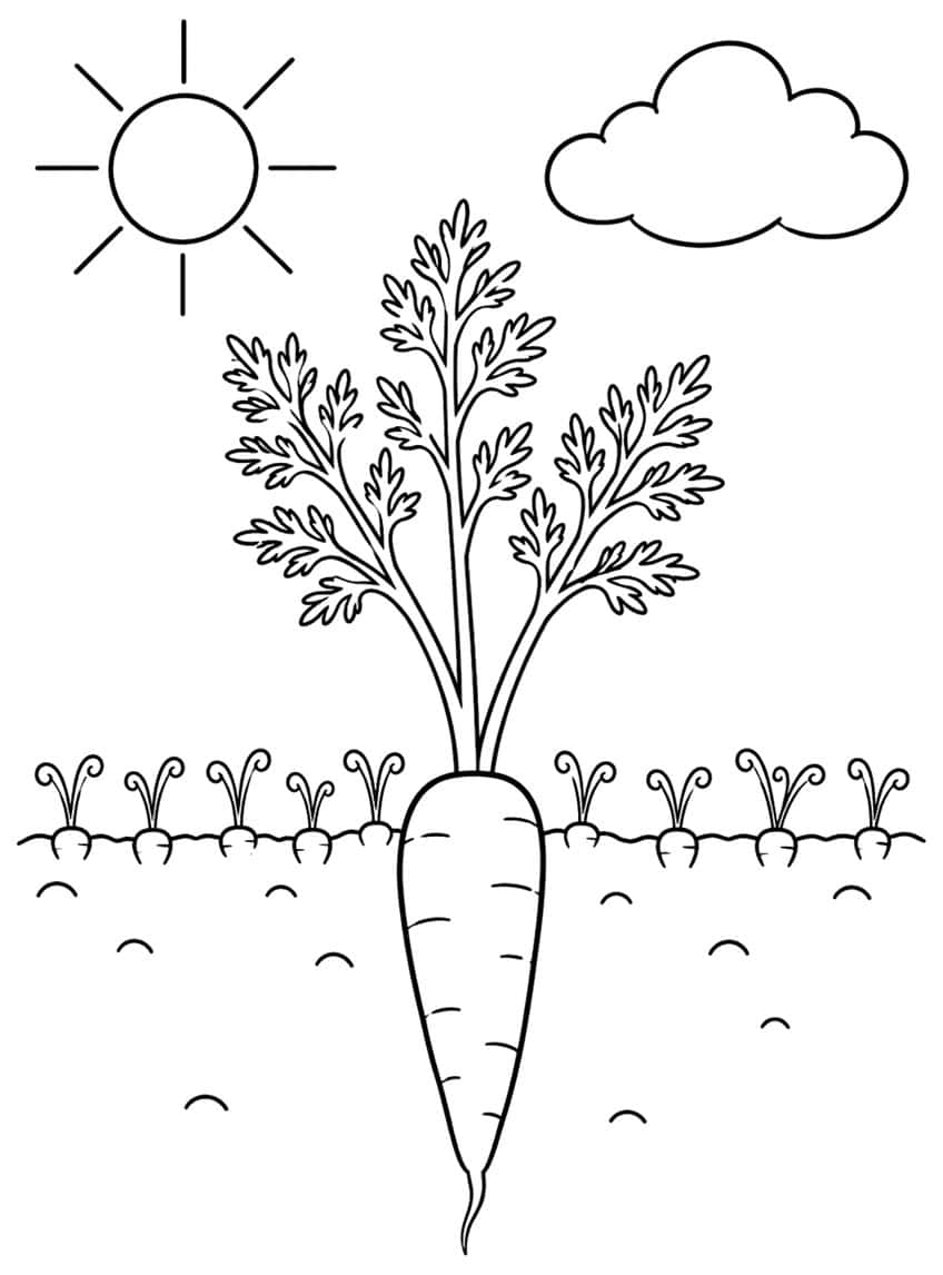 Large ribbed carrot in a row of tiny curled seedlings, sun and cloud above