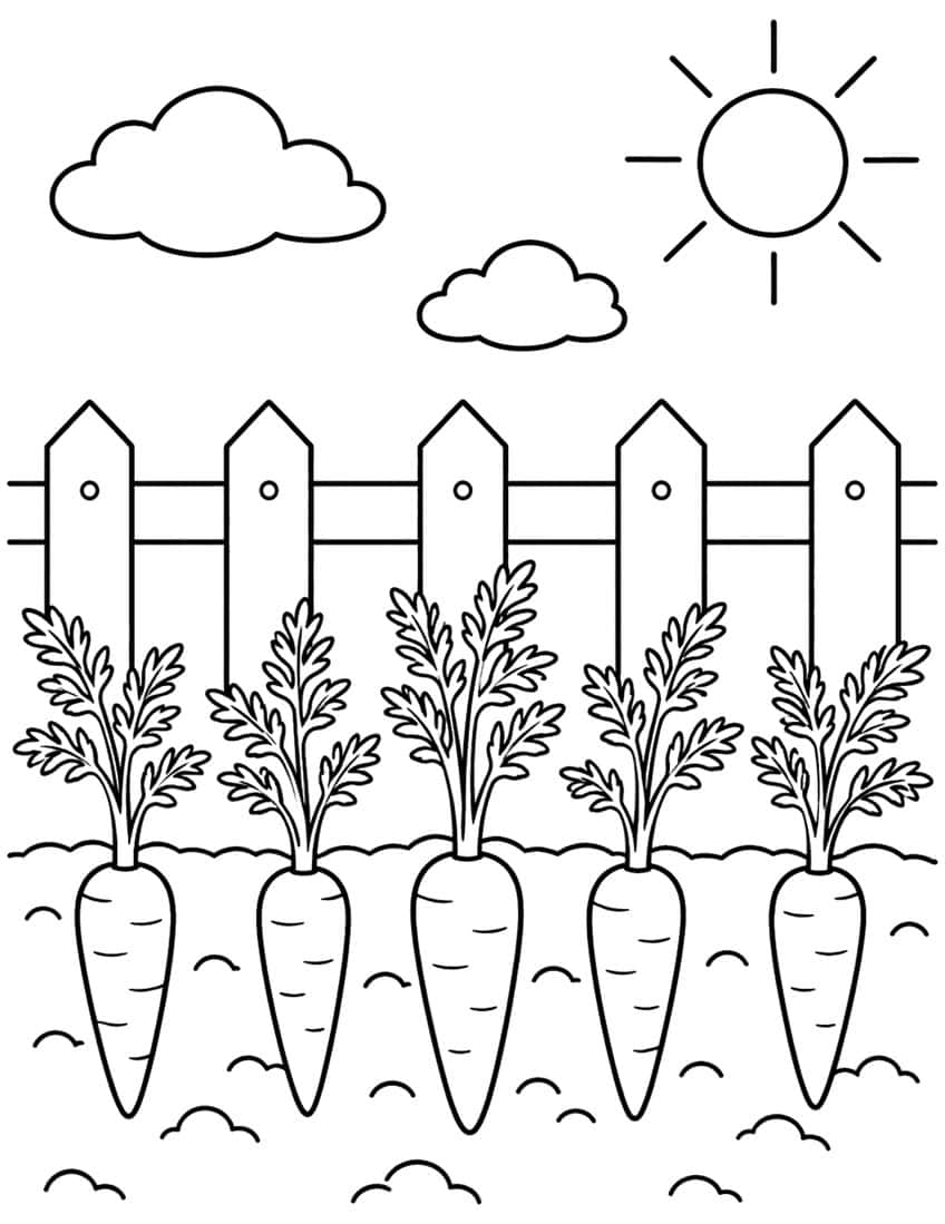 Five carrots with leafy tops in soil, a picket fence, sun and clouds