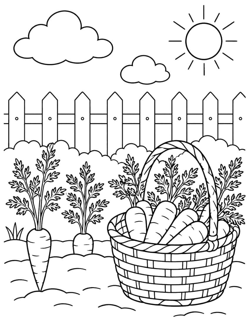 Woven basket full of carrots beside growing carrots and a picket fence