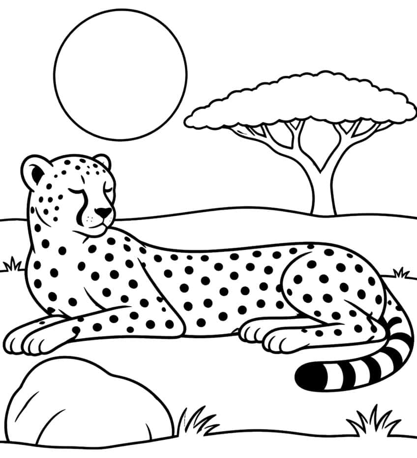 Cheetah lying down under the sun, acacia tree, rock, tufts of grass