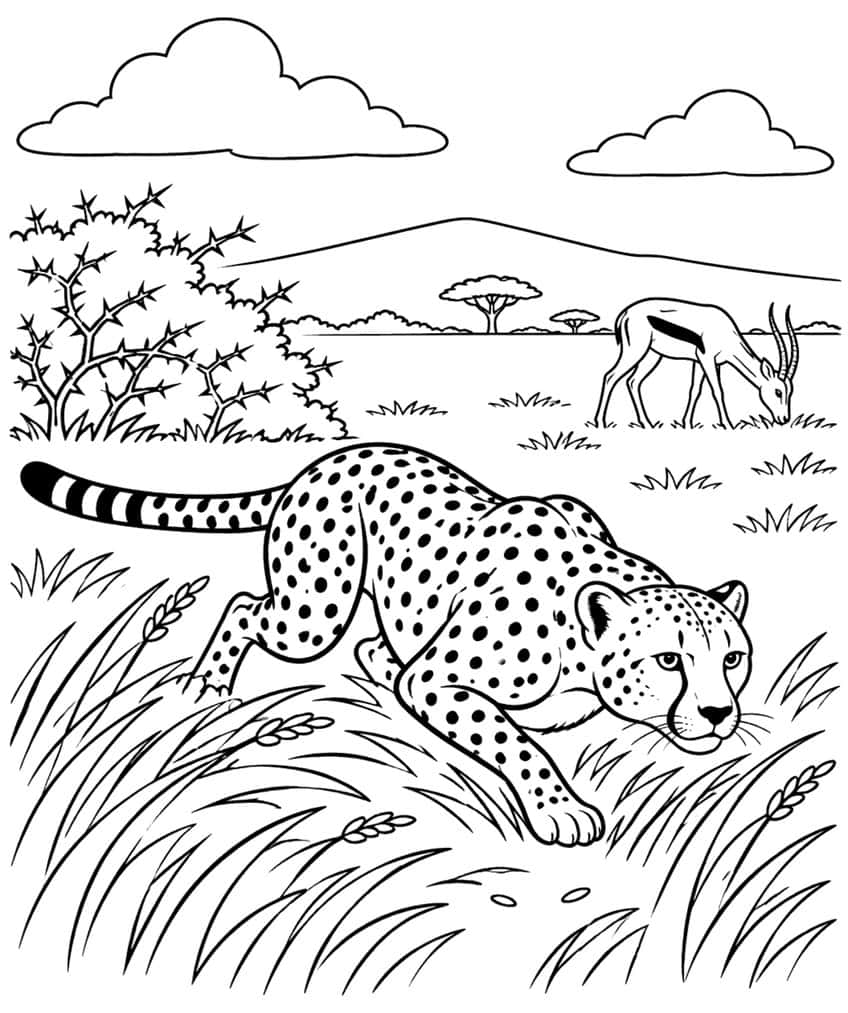 Crouching spotted cheetah stalking a gazelle near a thorny bush and mountain