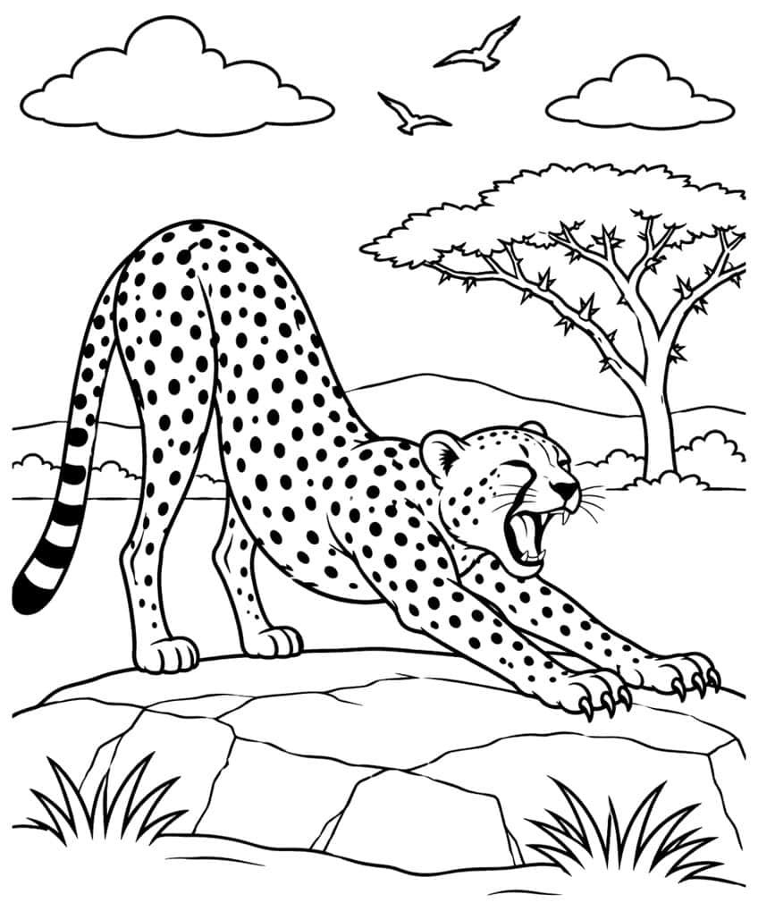 Cheetah stretching on rocks, yawning, with acacia tree and birds