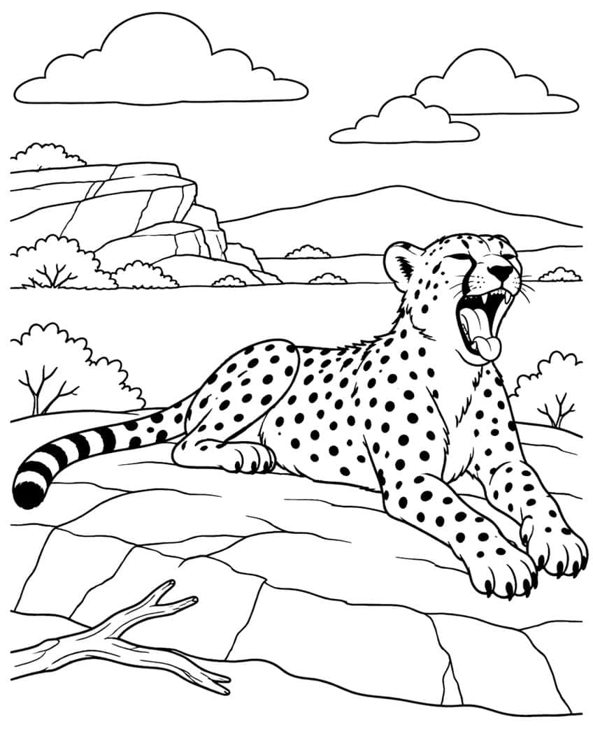 Cheetah lying on rocks, yawning with mouth open and tongue out