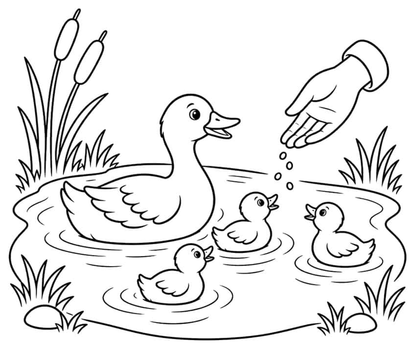 Coloring page with a duck, three ducklings and a hand feeding them on a pond
