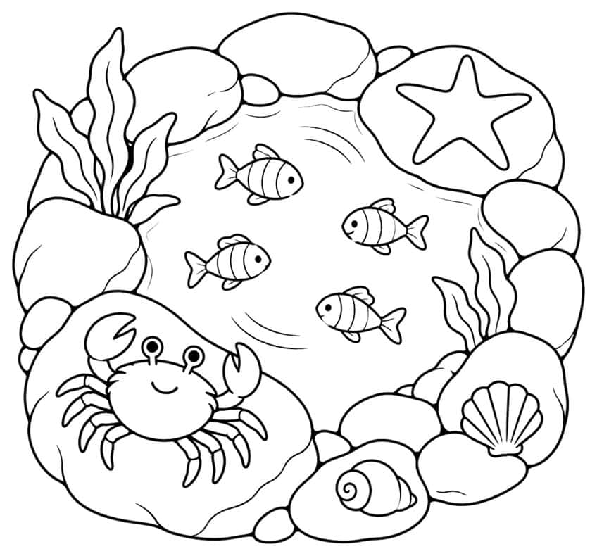 Coloring page: rock pool with crab, four fish, starfish and shells