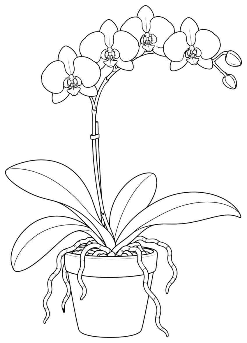 Coloring page of an orchid in a clay pot with aerial roots and buds