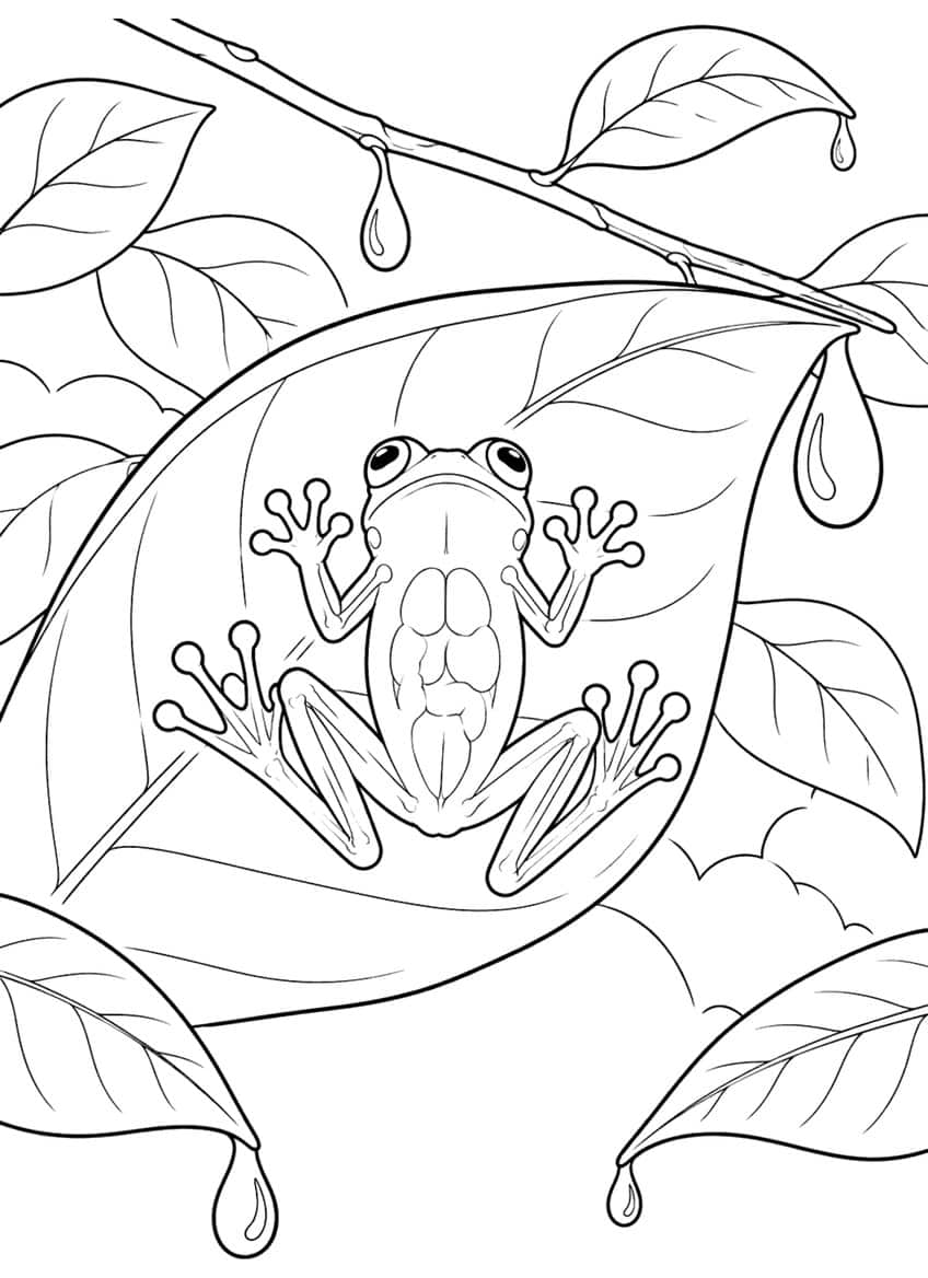 Coloring page of a glass frog with visible organs on a large leaf with water droplets