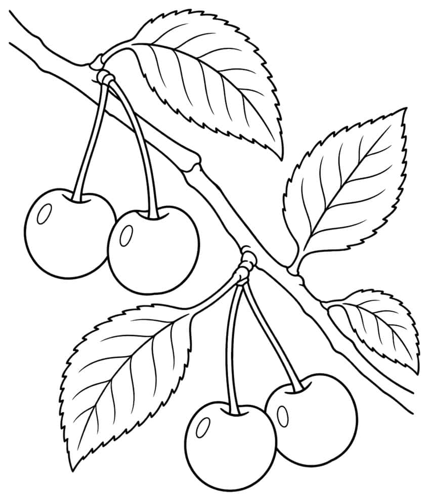 Branch with four hanging cherries and five serrated leaves