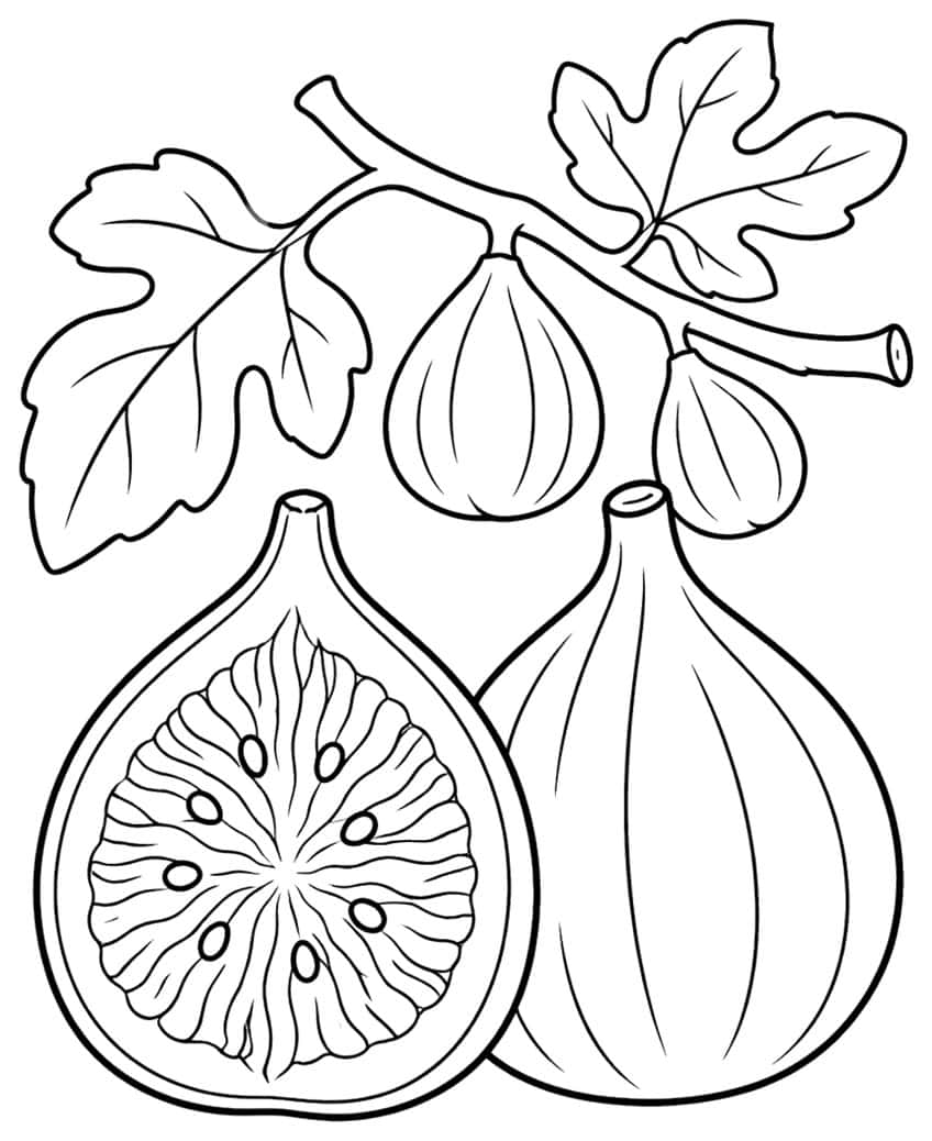 Two figs, one sliced open with seeds, hanging figs and lobed leaves on a branch