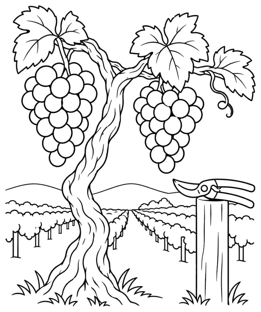 Grapevine with two grape bunches, leaves, pruning shears on a post, vineyard rows