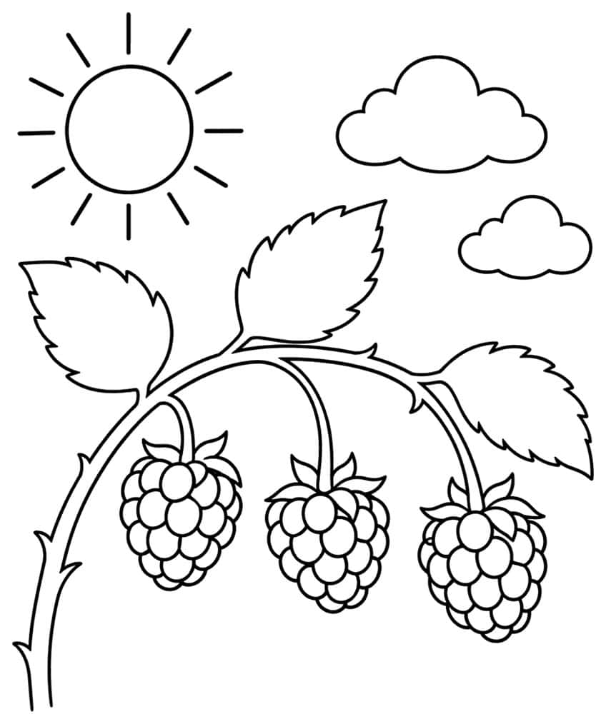 Three raspberries on a leafy branch with sun and clouds