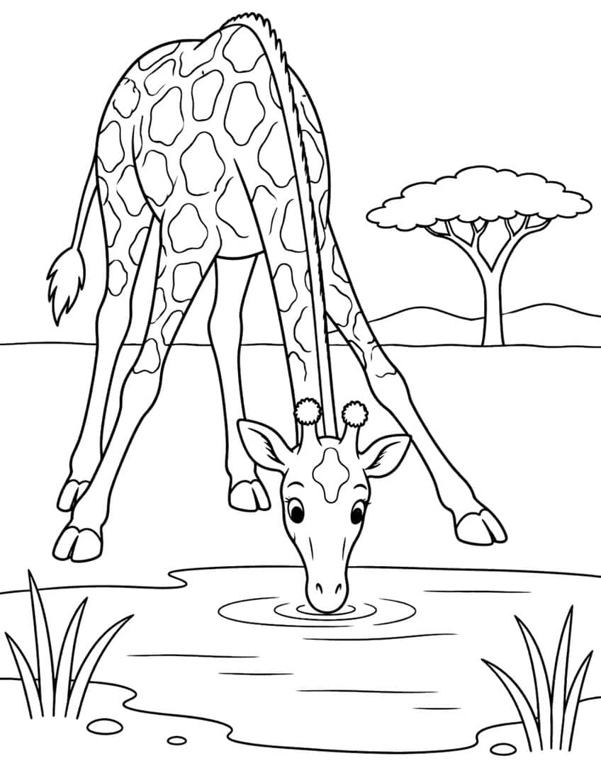 Giraffe bending down to drink from a pond, with acacia tree, hills and grass tufts
