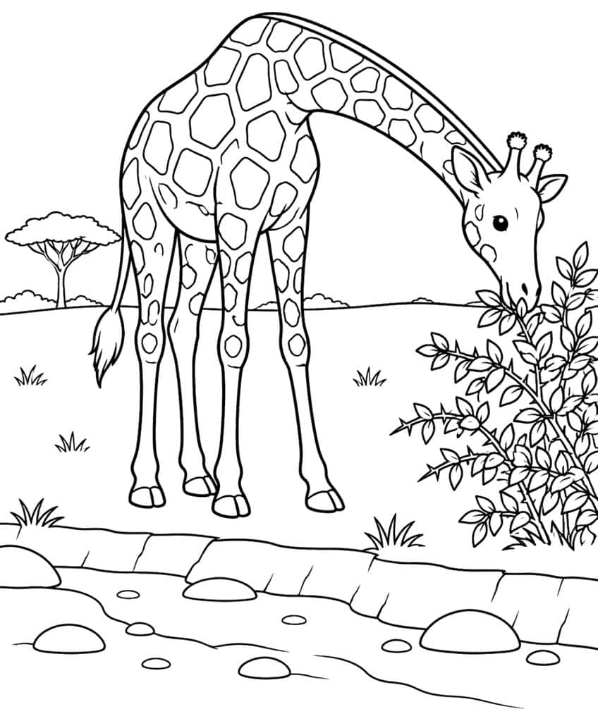 Giraffe bending down to a thorny leafy bush, with a stony creek, acacia tree and grass tufts