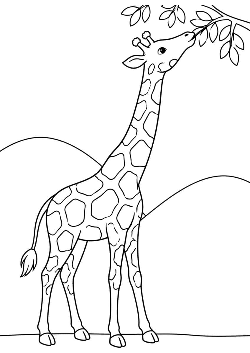 Giraffe with a long neck reaching up to a leafy branch, with two hills behind it