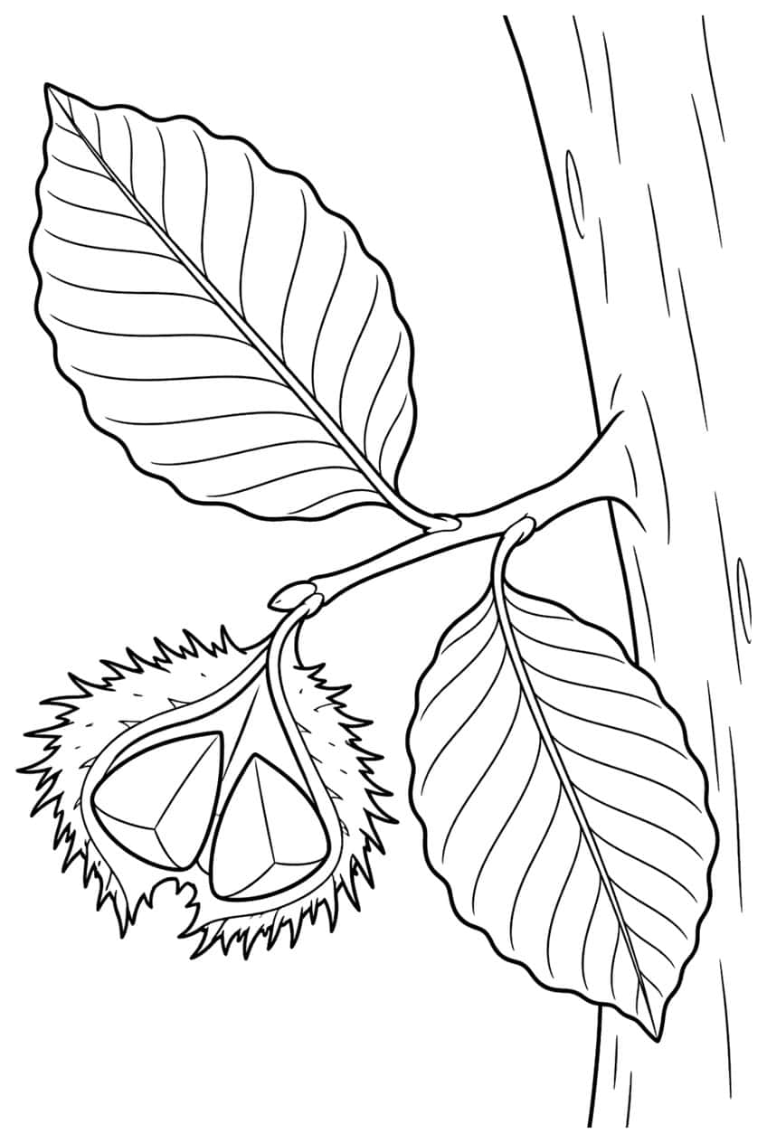 Beech twig with two veined leaves, an open spiky husk with two nuts, and a tree trunk