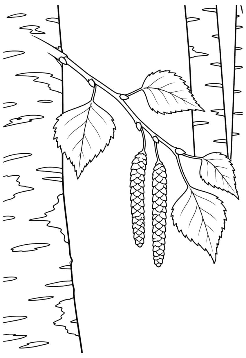 Birch twig with four toothed leaves and two hanging scaly catkins in front of bark-marked trunks