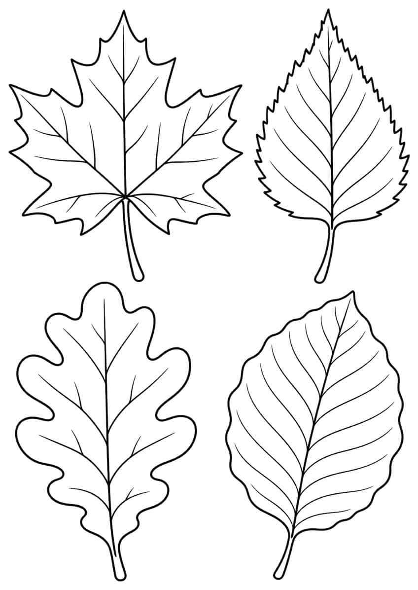 Four leaf outlines: a pointed maple, a toothed birch, a rounded-lobed oak and a wavy beech leaf