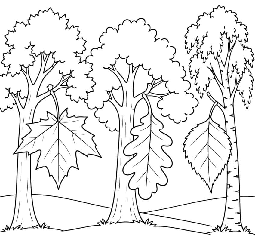 Maple, oak and birch trees on hills, each with its own large leaf hanging in front