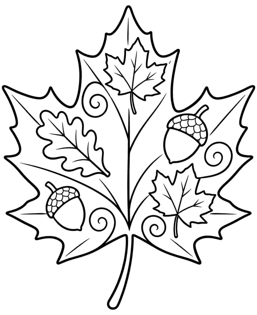 Big maple leaf with a small maple leaf, oak leaf, two acorns and four spirals inside