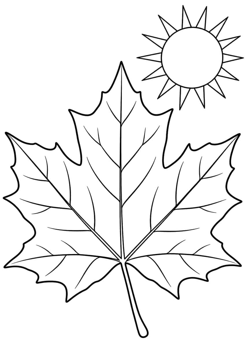 Large maple leaf with veins and stem beside a sun with triangular rays