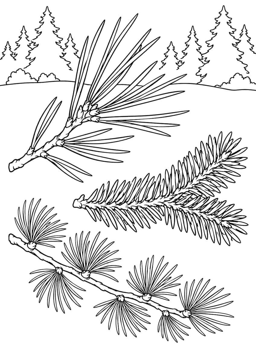 Pine, spruce and larch twigs with needles in front of fir trees, bushes and hills