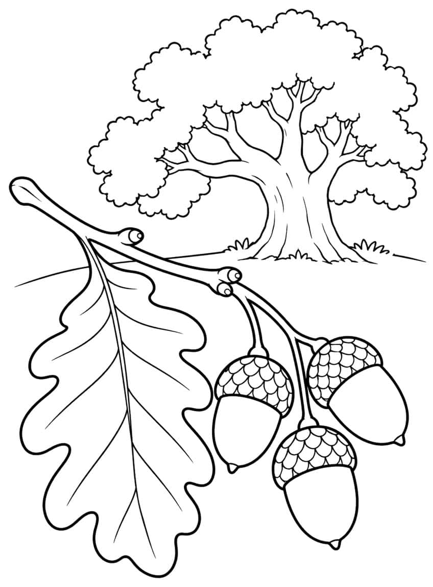 Oak leaf and three acorns on a twig in front of a large oak tree on a hill