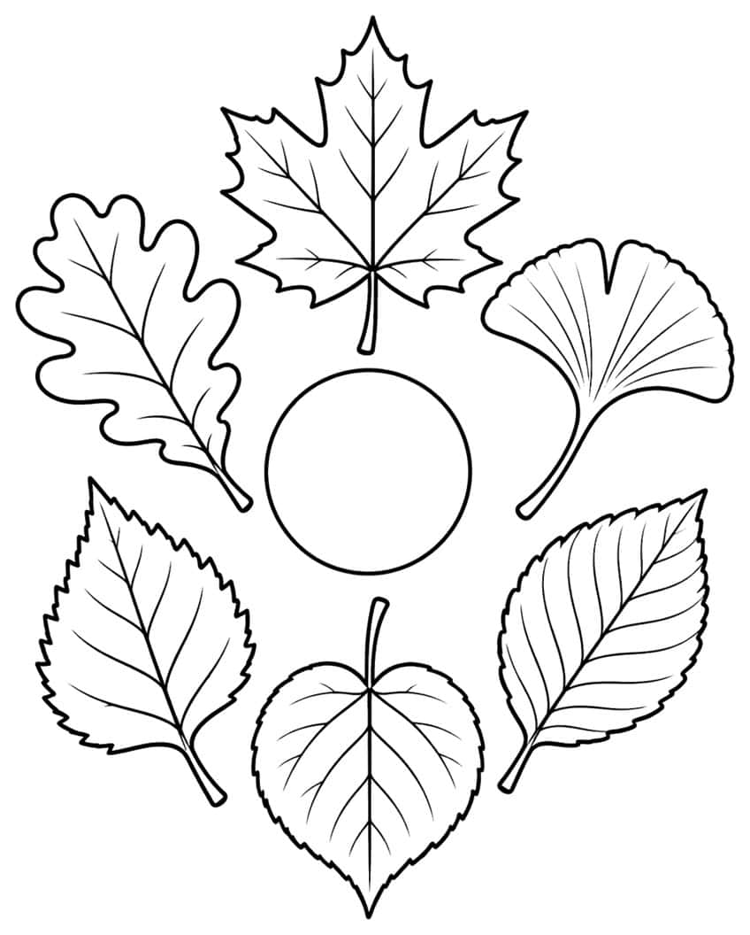 Six outlined leaves, maple, ginkgo, elm, linden, birch and oak, in a ring around a plain circle