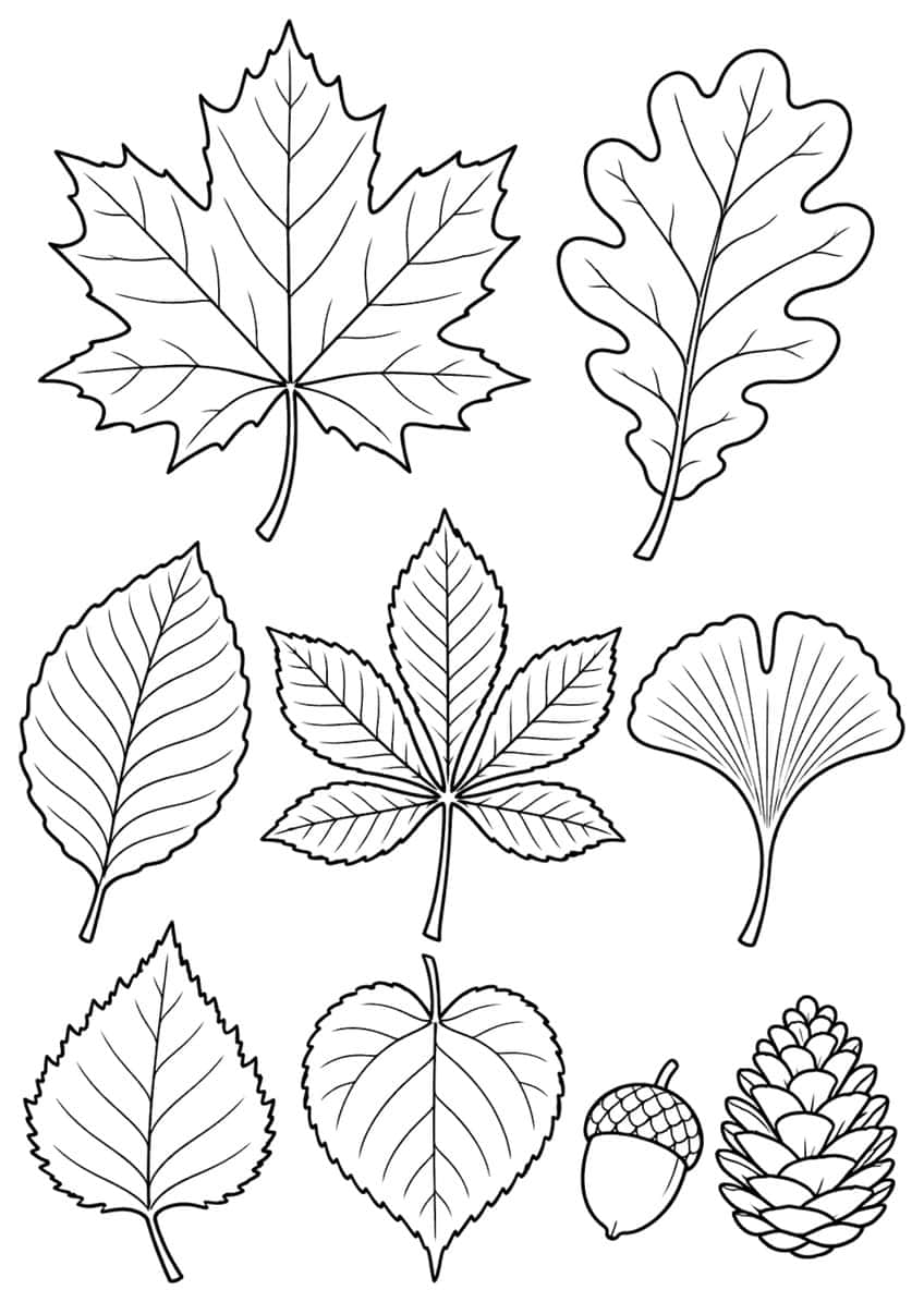 Maple, oak, beech, chestnut, ginkgo, birch and linden leaves with an acorn and a pine cone