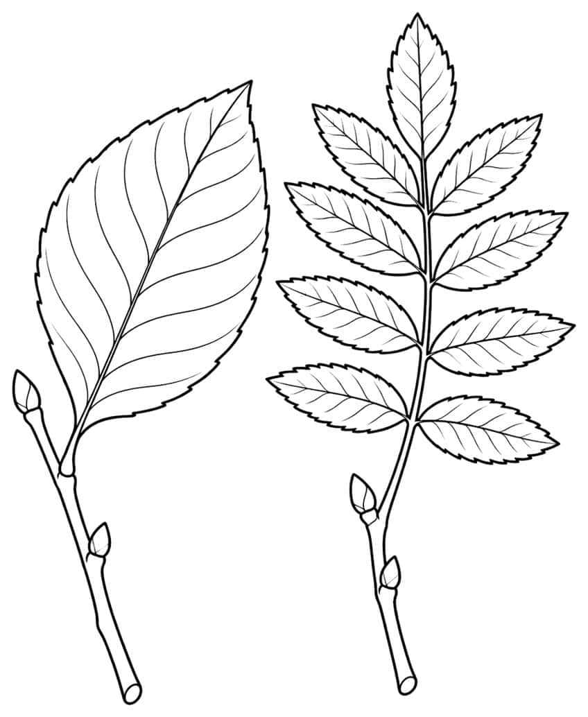 Twig with one large toothed leaf beside a twig with a compound leaf of nine leaflets, both with buds