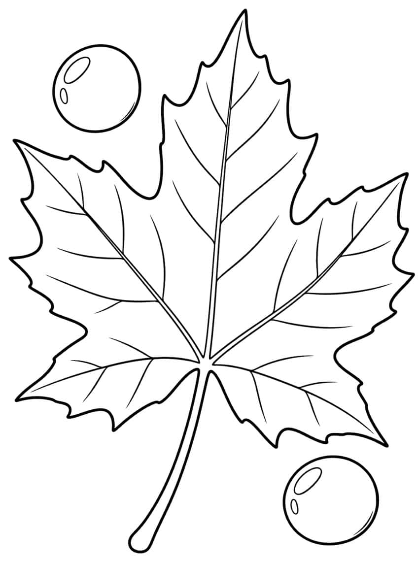 Large lobed leaf with veins and long stalk, plus two shiny water droplets