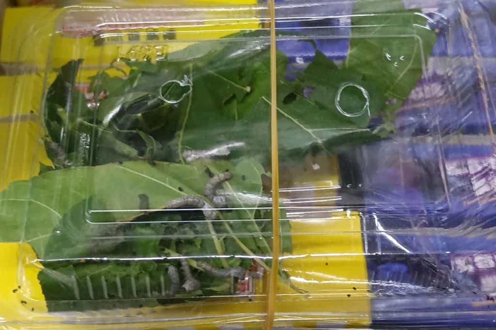 Several pale silkworms feed across a bed of fresh green mulberry leaves.