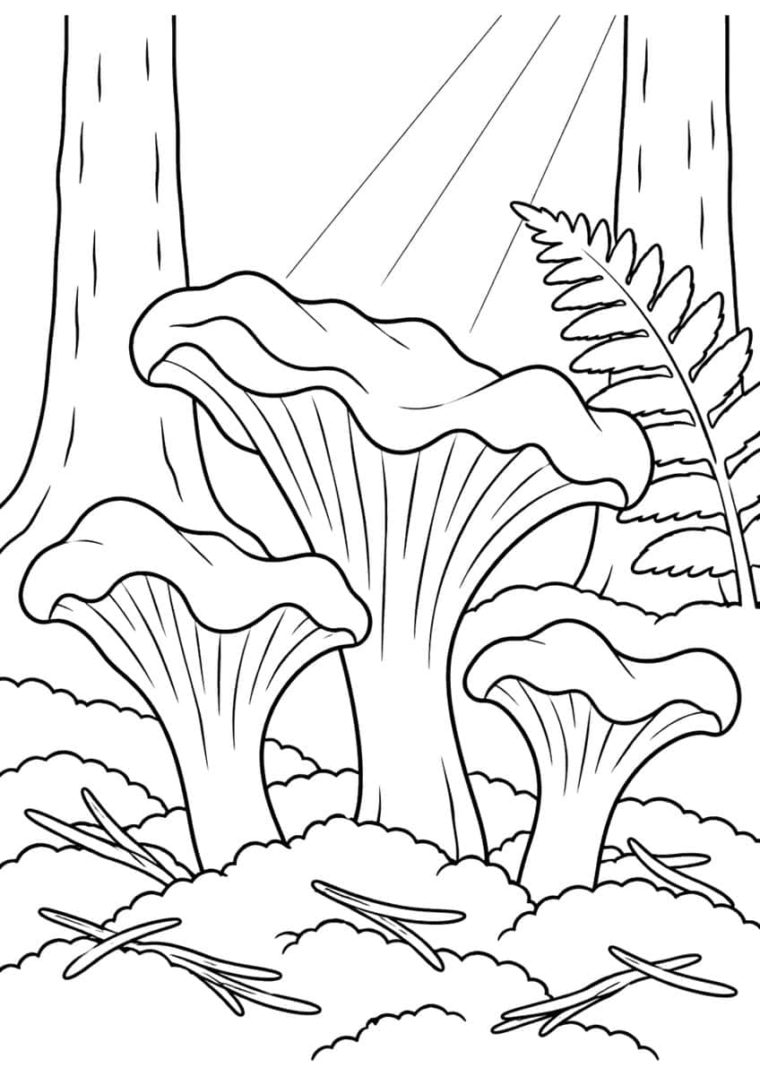 Three chanterelle mushrooms in moss with pine needles, tree trunks, a fern and sunbeams