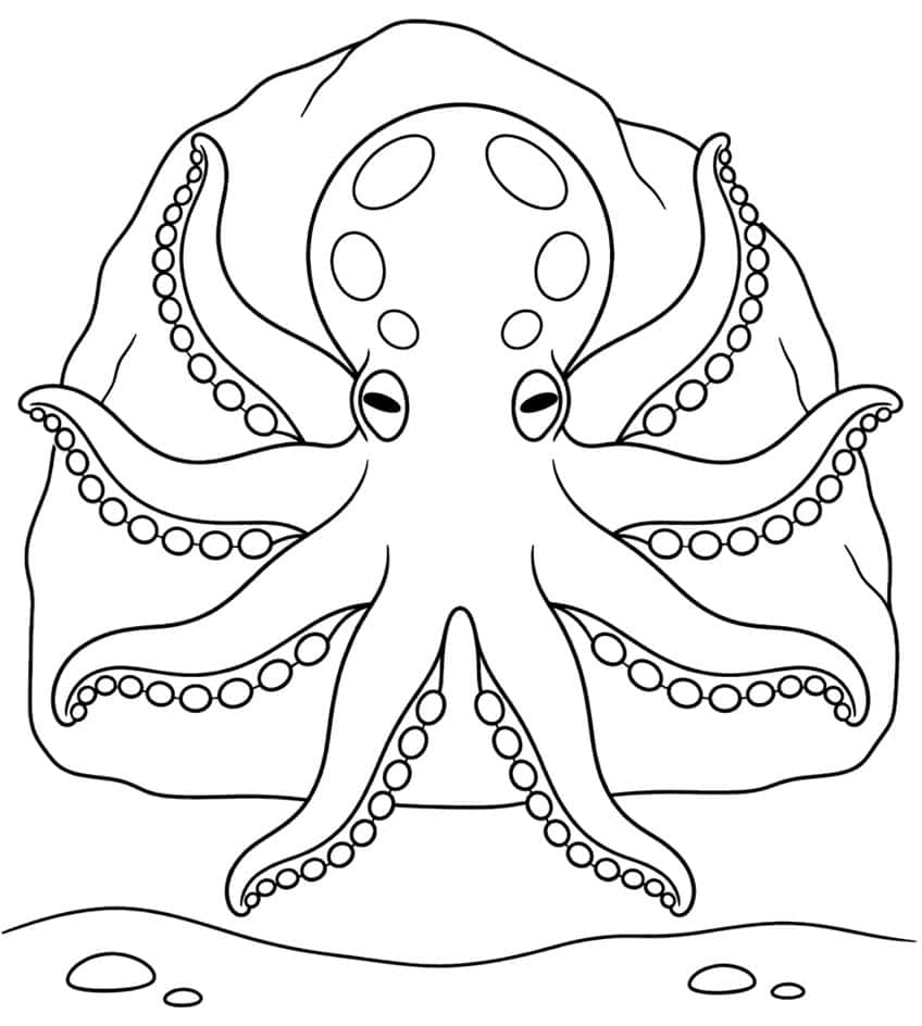 Front-view octopus with eight suckered arms in front of a big boulder, with sand and two pebbles